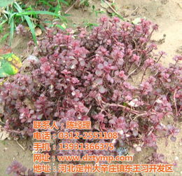定州苗圃产业崛起 天源苗圃认证商家的绿色典范