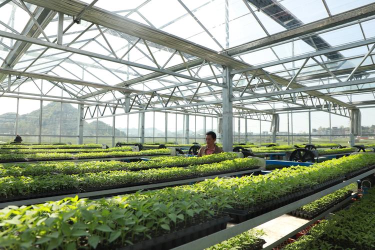贵州长顺工厂化育苗助力春耕尽显科技范
